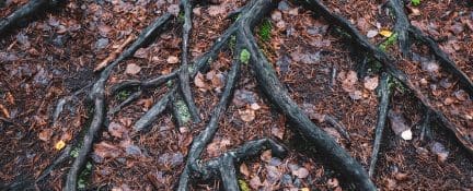 Septic Backup Service