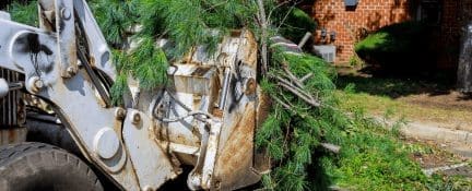 Tree And Stump Removal