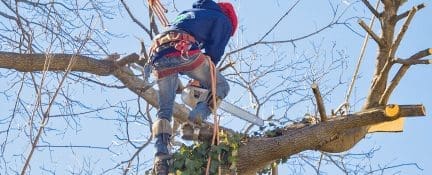 Tree And Stump Removal