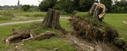 Tree And Stump Removal