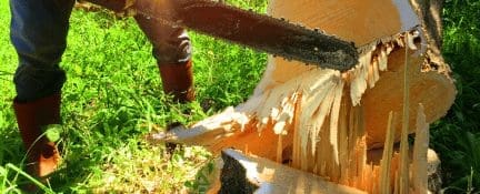 Tree And Stump Removal